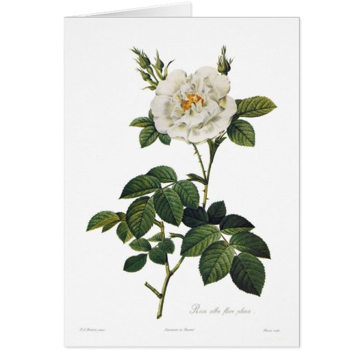 Rosa alba flore plena cards (Front)