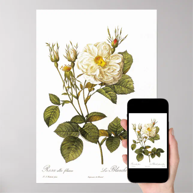 Rosa alba foliacea poster | Zazzle