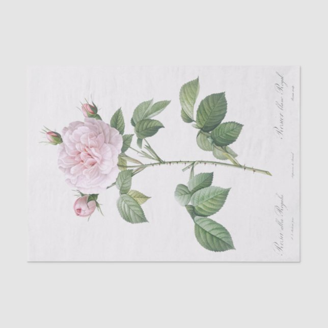 Rosa alba regalis tissue paper (Front)