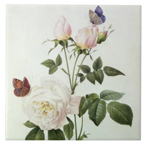 Rosa Bengale the Hymenes from Les Roses Tile