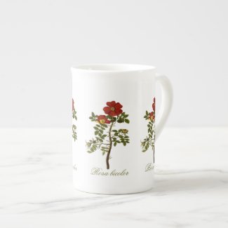 Rosa Bicolor Botanical Bone China Mug