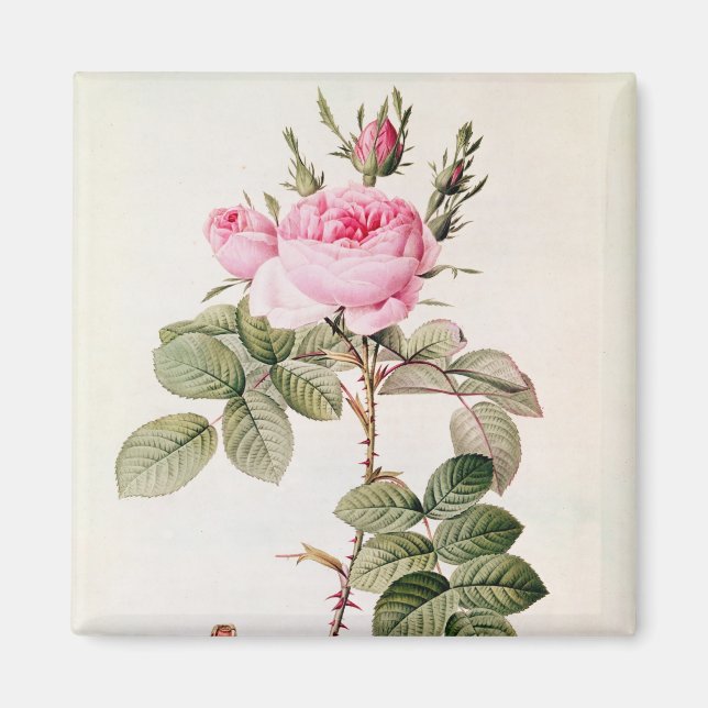 Rosa Bifera Officinalis, from 'Les Roses' Magnet (Front)