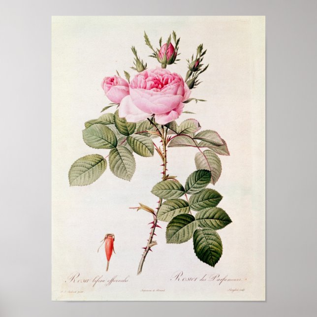 Rosa Bifera Officinalis, from 'Les Roses' Poster (Front)