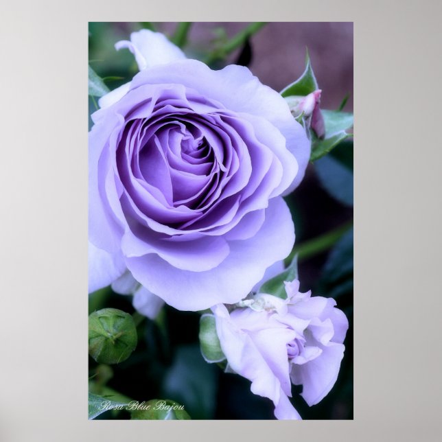 Rosa Blue Bajou Poster (Front)