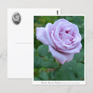 Rosa Blue Moon Postcard