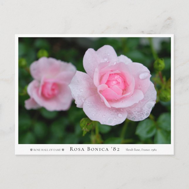 Rosa Bonica '82 Postcard (Front)