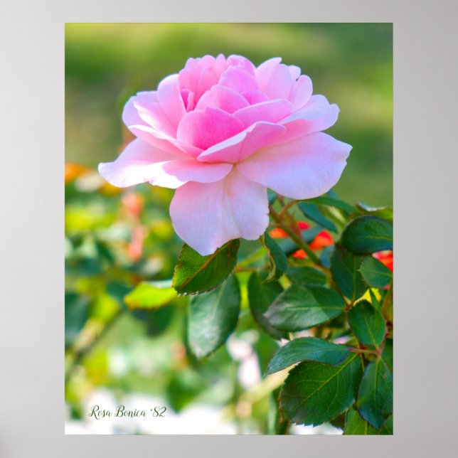Rosa Bonica '82 Poster (Front)