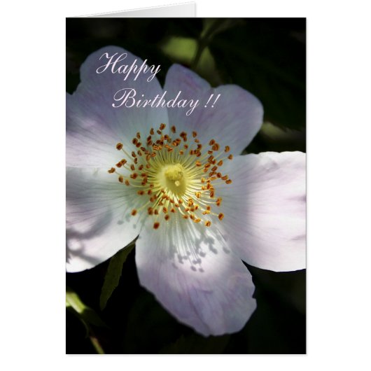 Rosa Canina - Dog Rose (Front)