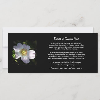 Rosa Canina - Dog Rose