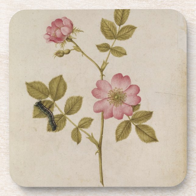 Rosa Canina - Dogrose and Caterpillar (pencil & w/ Beverage Coaster (Front)
