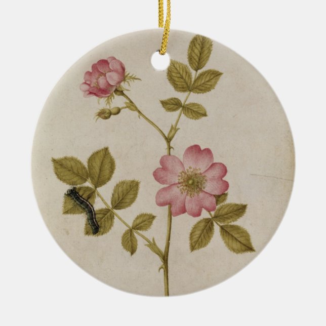 Rosa Canina - Dogrose and Caterpillar (pencil & w/ Ceramic Ornament (Front)