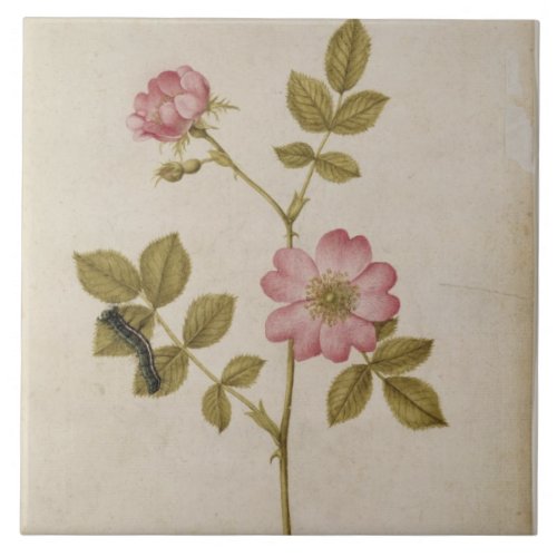 Rosa Canina _ Dogrose and Caterpillar pencil  w Ceramic Tile