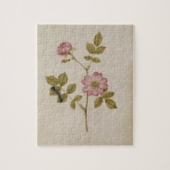 Rosa Canina - Dogrose and Caterpillar (pencil & w/ Jigsaw Puzzle (Vertical)