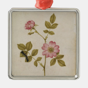 Rosa Canina - Dogrose and Caterpillar (pencil & w/ Metal Ornament