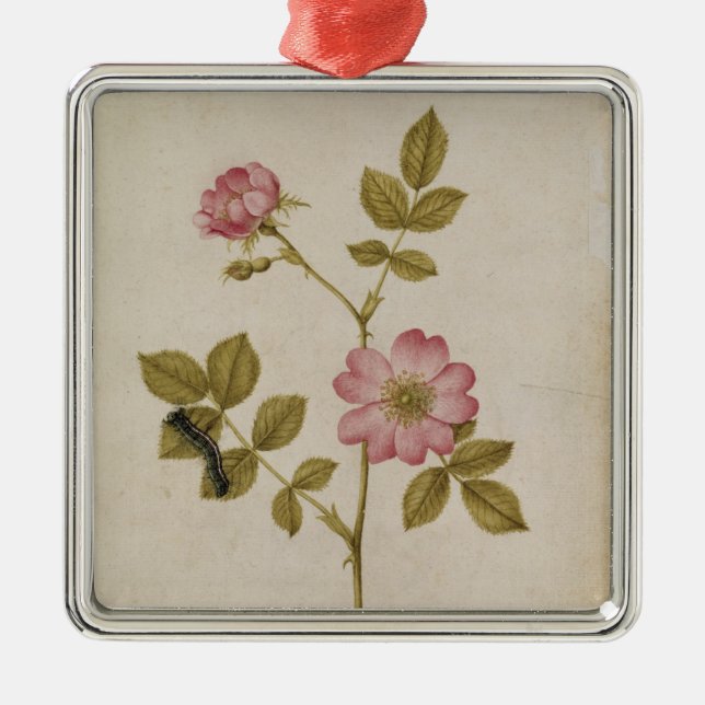 Rosa Canina - Dogrose and Caterpillar (pencil & w/ Metal Ornament (Front)