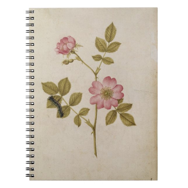 Rosa Canina - Dogrose and Caterpillar (pencil & w/ Notebook (Front)