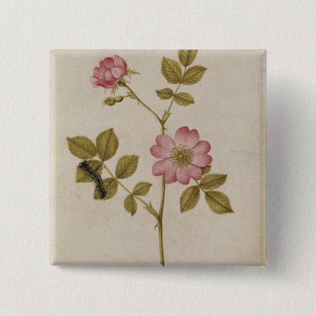 Rosa Canina - Dogrose and Caterpillar (pencil & w/ Pinback Button (Front)