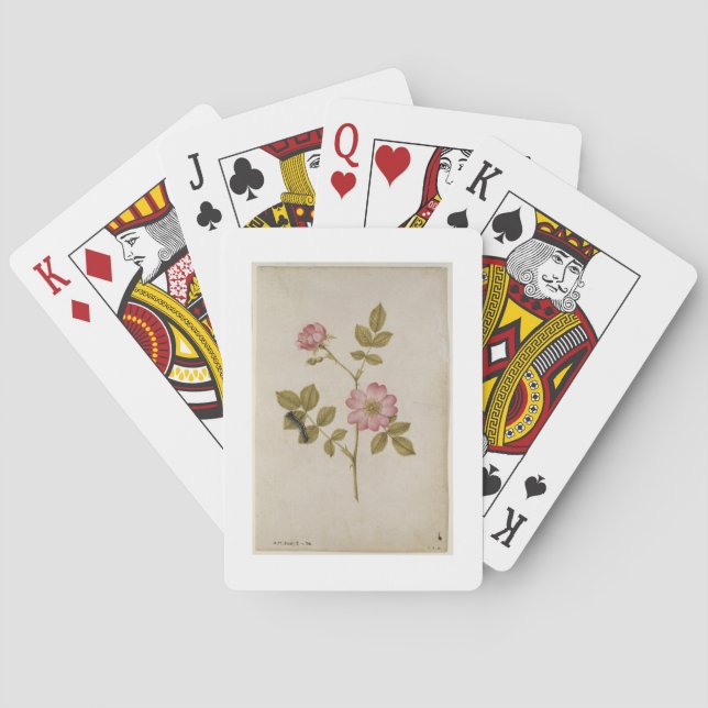 Rosa Canina - Dogrose and Caterpillar (pencil & w/ Poker Cards (Back)