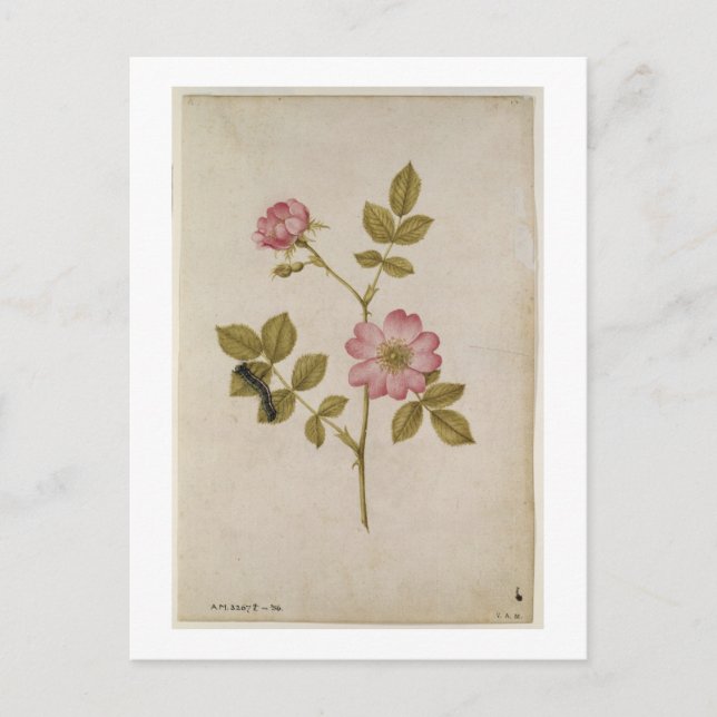 Rosa Canina - Dogrose and Caterpillar (pencil & w/ Postcard (Front)