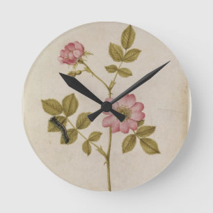 Rosa Canina - Dogrose and Caterpillar (pencil & w/ Round Clock