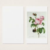 Rosa Centifolia (Front & Back)