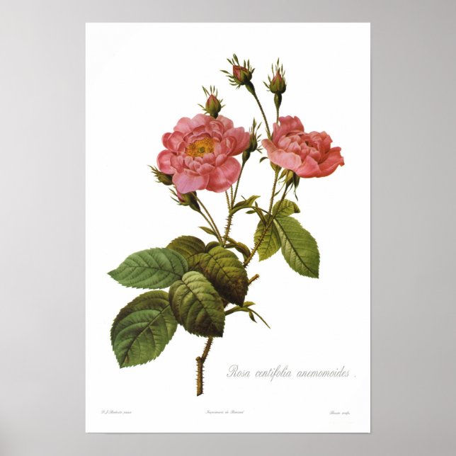 Rosa centifolia anemonoides poster (Front)