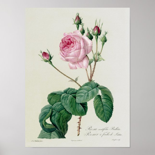 Rosa Centifolia Bullata Poster (Front)