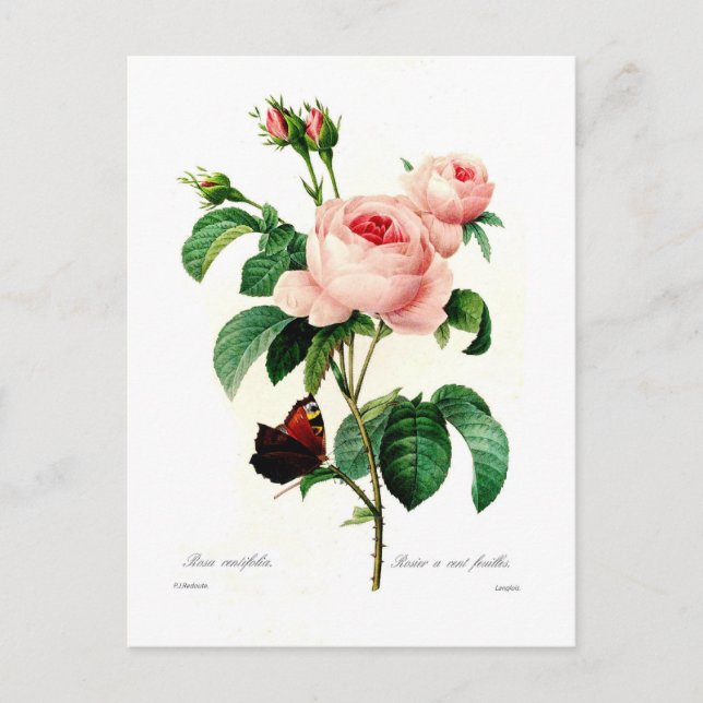 Rosa centifolia by Pierre-Joseph Redouté Postcard (Front)