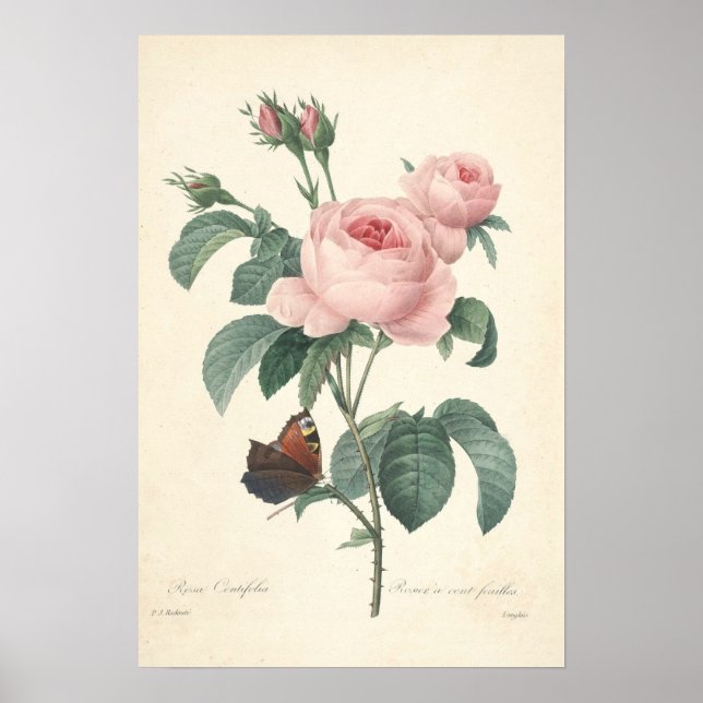 Rosa Centifolia Canvas Print (Front)