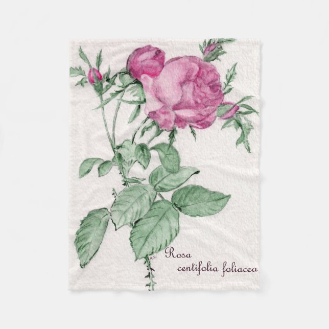 Rosa Centifolia Foliacea Throw Blanket (Front)