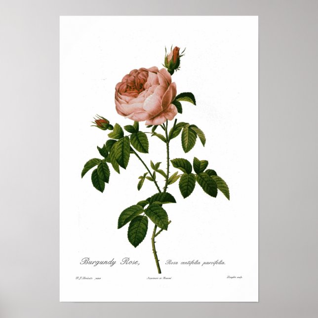 Rosa centifolia parvifolia poster (Front)