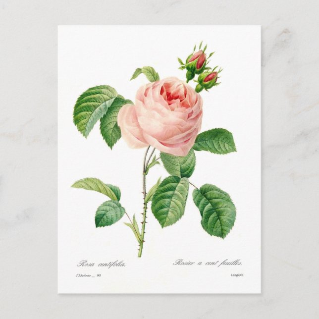 Rosa centifolia postcard (Front)