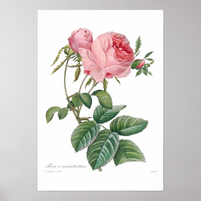 Rosa centifolia poster (Front)