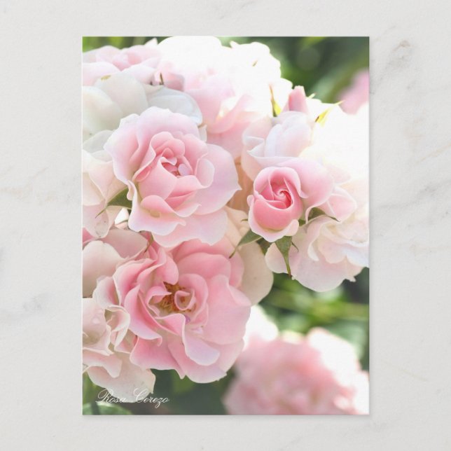 Rosa Cerezo:Postcard_ver.2.0 Postcard (Front)