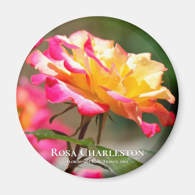 Rosa Charleston Magnet (Front)