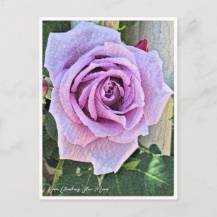 Rosa Climbing Blue Moon Postcard