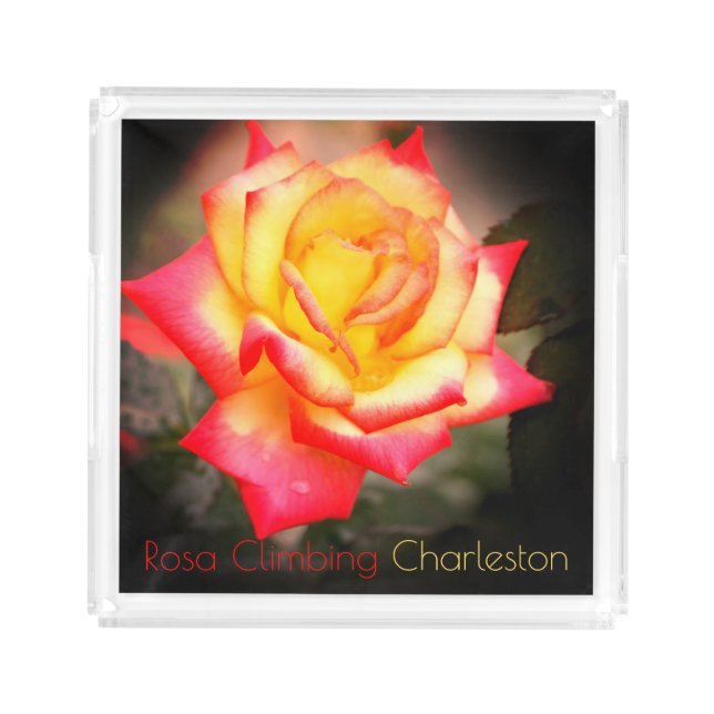 Rosa Climbing Charleston：Acrylic Tray (Front)