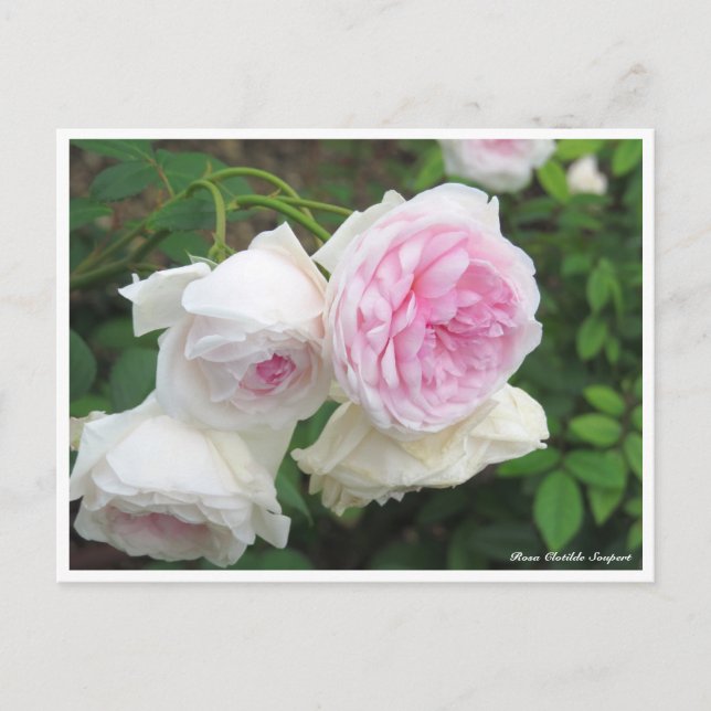 Rosa Clotilde Soupert Postcard (Front)