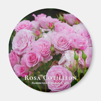 Rosa Cotillion Magnet