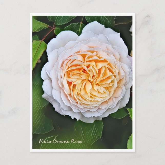 Rosa Crocus Rose Postcard (Front)