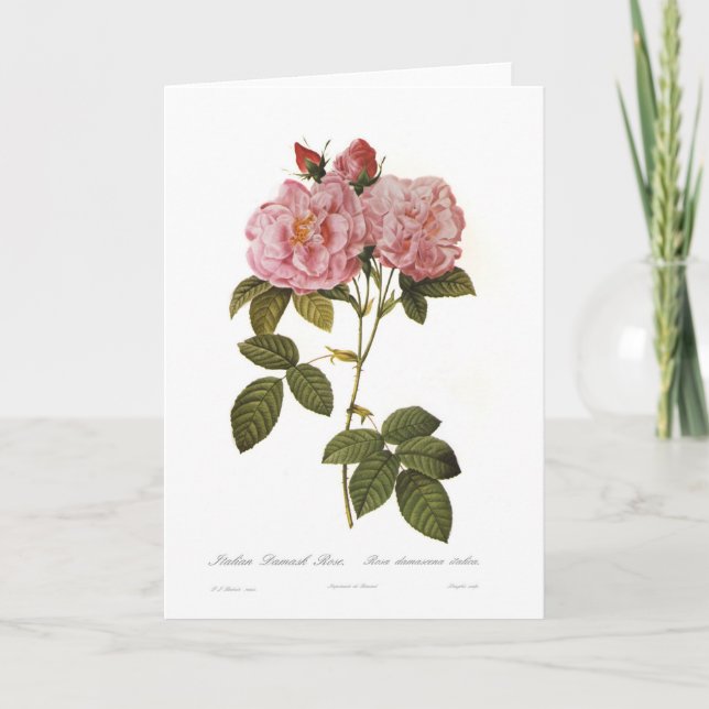 Rosa damascena italica card (Front)