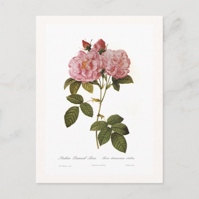 Rosa damascena italica postcard (Front)