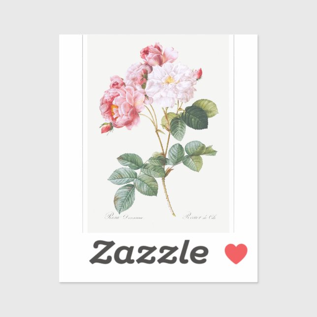 Rosa Damascena   Sticker (Sheet)