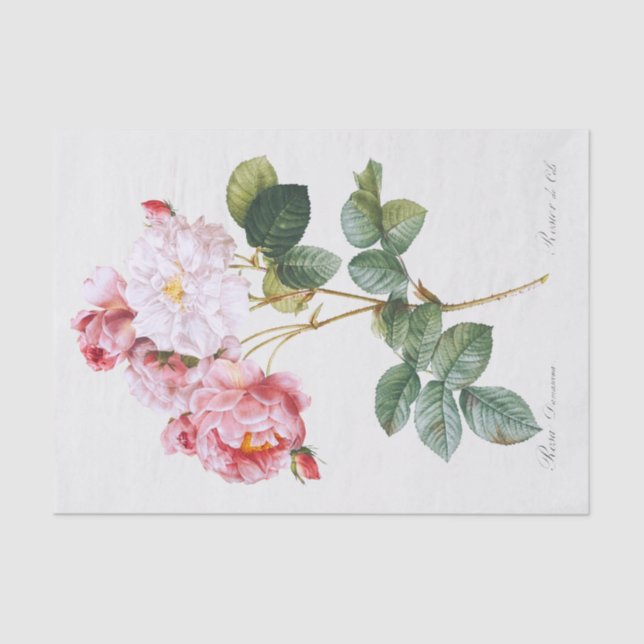 Rosa Damascena  Tissue Paper (Front)