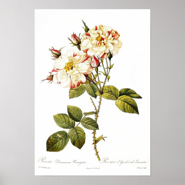 Rosa damascena variegata poster (Front)