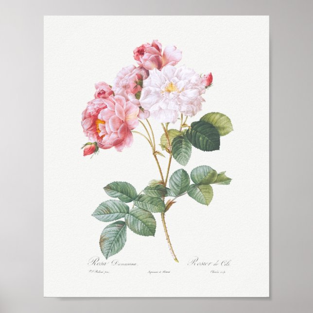 Rosa Damascena Vintage Floral Pink Roses Poster (Front)