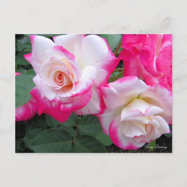 Rosa Destiny［Postcard］ Postcard (Front)