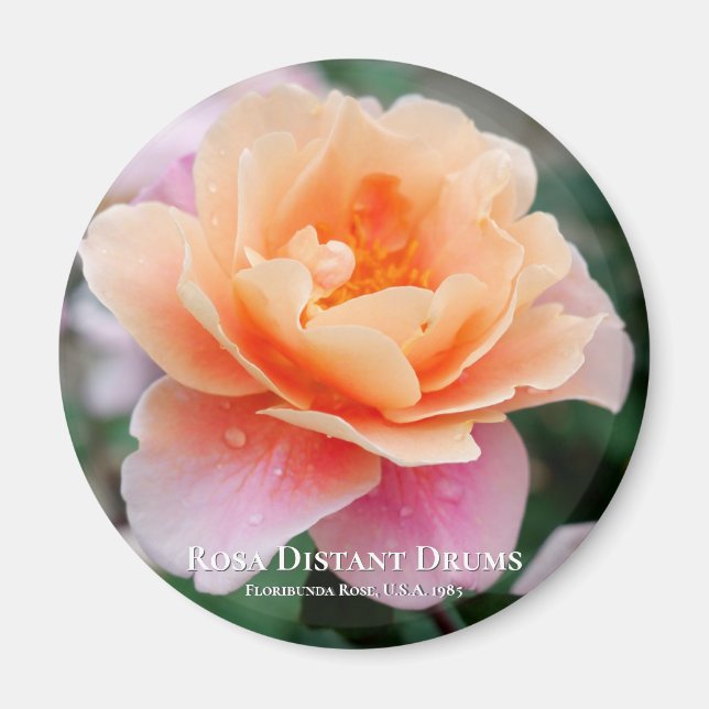 Rosa Distant Drums Magnet (Front)