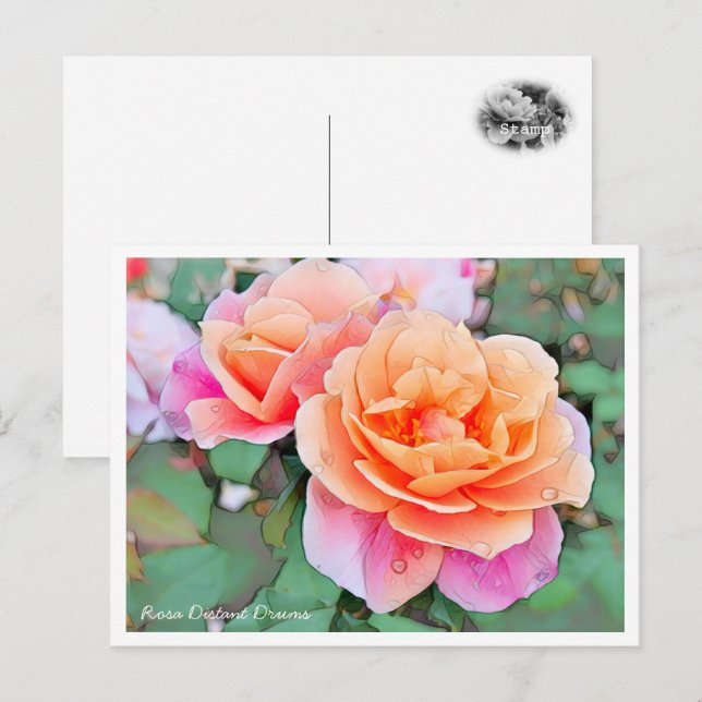 Rosa Distant Drums Postcard (Front/Back)