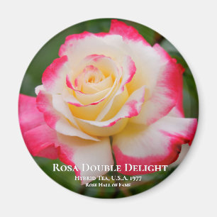 Rosa Double Delight Magnet